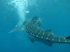 187 - DiveB-1 Oslob Whaleshark