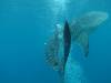 190 - DiveB-1 Oslob Whaleshark