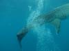 191 - DiveB-1 Oslob Whaleshark
