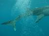 192 - DiveB-1 Oslob Whaleshark