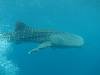 193 - DiveB-1 Oslob Whaleshark