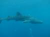 195 - DiveB-1 Oslob Whaleshark