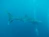196 - DiveB-1 Oslob Whaleshark