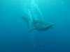 200 - DiveB-1 Oslob Whaleshark