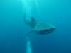 202 - DiveB-1 Oslob Whaleshark