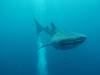 203 - DiveB-1 Oslob Whaleshark