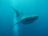 204 - DiveB-1 Oslob Whaleshark