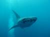 205 - DiveB-1 Oslob Whaleshark