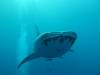 206 - DiveB-1 Oslob Whaleshark
