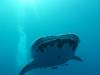 207 - DiveB-1 Oslob Whaleshark