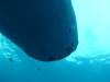 210 - DiveB-1 Oslob Whaleshark