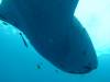 211 - DiveB-1 Oslob Whaleshark