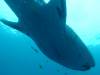 212 - DiveB-1 Oslob Whaleshark