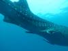 213 - DiveB-1 Oslob Whaleshark