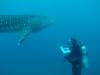 214 - DiveB-1 Oslob Whaleshark