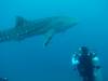 215 - DiveB-1 Oslob Whaleshark