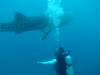 216 - DiveB-1 Oslob Whaleshark