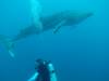 217 - DiveB-1 Oslob Whaleshark