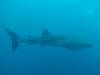 218 - DiveB-1 Oslob Whaleshark