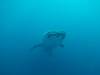 220 - DiveB-1 Oslob Whaleshark