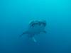 221 - DiveB-1 Oslob Whaleshark