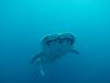 222 - DiveB-1 Oslob Whaleshark