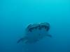 223 - DiveB-1 Oslob Whaleshark