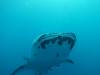 224 - DiveB-1 Oslob Whaleshark