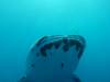 225 - DiveB-1 Oslob Whaleshark