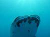 226 - DiveB-1 Oslob Whaleshark