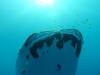 227 - DiveB-1 Oslob Whaleshark