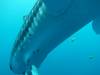 231 - DiveB-1 Oslob Whaleshark