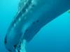 232 - DiveB-1 Oslob Whaleshark