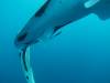234 - DiveB-1 Oslob Whaleshark