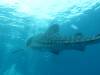 235 - DiveB-1 Oslob Whaleshark