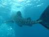 236 - DiveB-1 Oslob Whaleshark