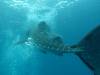 237 - DiveB-1 Oslob Whaleshark