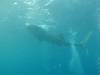 239 - DiveB-1 Oslob Whaleshark