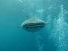 244 - DiveB-1 Oslob Whaleshark