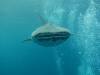 245 - DiveB-1 Oslob Whaleshark