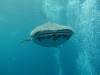 246 - DiveB-1 Oslob Whaleshark