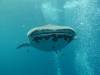 247 - DiveB-1 Oslob Whaleshark
