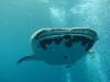 248 - DiveB-1 Oslob Whaleshark