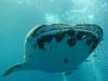 249 - DiveB-1 Oslob Whaleshark