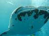 250 - DiveB-1 Oslob Whaleshark