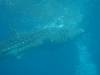 252 - DiveB-1 Oslob Whaleshark