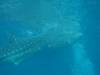 253 - DiveB-1 Oslob Whaleshark