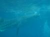 254 - DiveB-1 Oslob Whaleshark