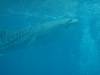 255 - DiveB-1 Oslob Whaleshark