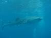 256 - DiveB-1 Oslob Whaleshark